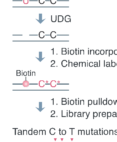 生命科学学院伊成器课题组开发胞嘧啶碱基编辑器脱靶效应检测的新工具