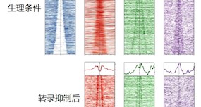 生命科学学院胡家志实验室揭示转录调节DNA复制起始的分子机制