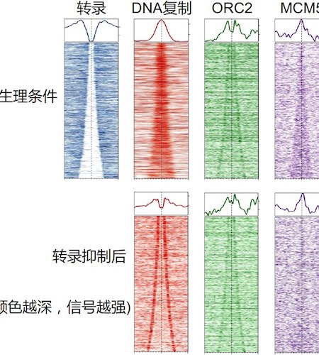 生命科学学院胡家志实验室揭示转录调节DNA复制起始的分子机制
