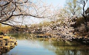 燕园三月桃花水