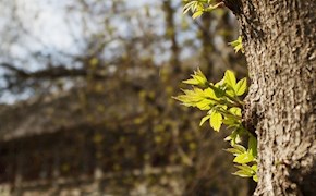 花明叶软燕园春
